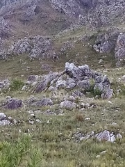 Oreotragus oreotragus