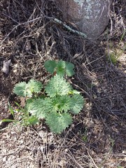 Urtica gracilenta