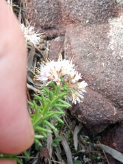 Agathosma serpyllacea