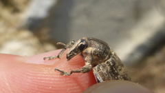 Temnorhinus mendicus