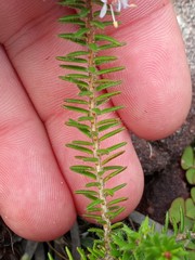 Agathosma serpyllacea