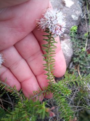 Agathosma serpyllacea