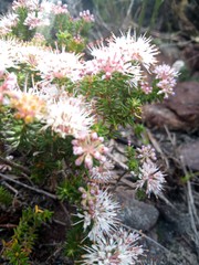 Agathosma serpyllacea