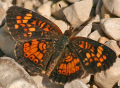 Phyciodes batesii