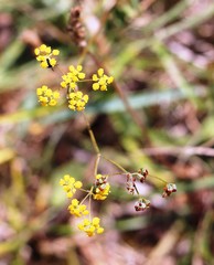 Bupleurum falcatum