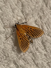 Tyspanodes striatus