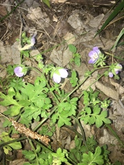 Nemophila phacelioides