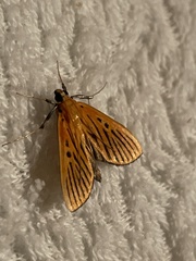 Tyspanodes striatus