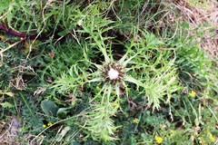Carlina acaulis