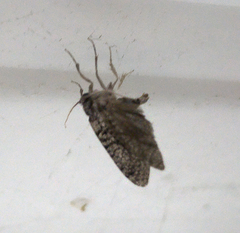 Lepidoptera