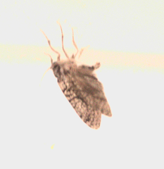 Lepidoptera