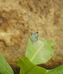 Neopithecops zalmora dharma