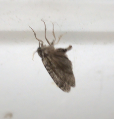 Lepidoptera