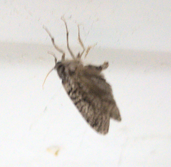 Lepidoptera