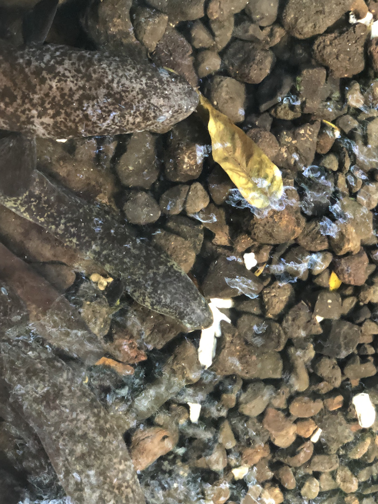 Giant mottled eel