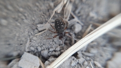 Nurscia albomaculata