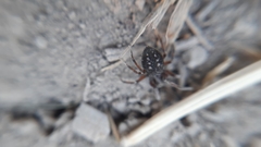 Nurscia albomaculata