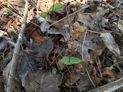 Neottia bifolia