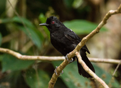 Fringe-Backed Fire-Eye photo 1