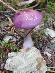 Cortinarius salor