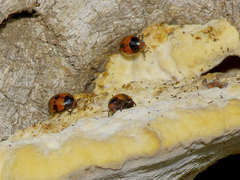 Diaperis nigronotata