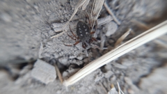 Nurscia albomaculata