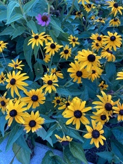Rudbeckia