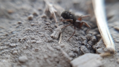 Nurscia albomaculata