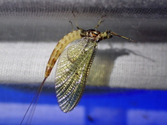 Ephemera danica