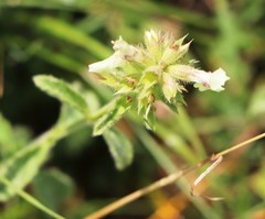 Stachys recta