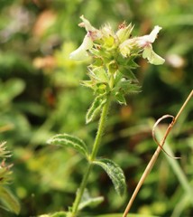 Stachys recta