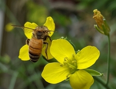 Apis mellifera