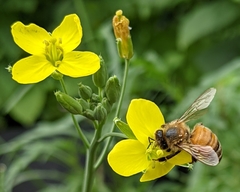 Apis mellifera