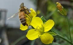 Apis mellifera