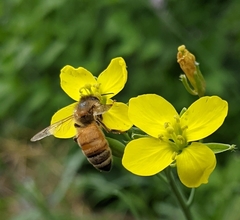 Apis mellifera