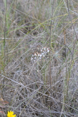 Allium inaequale