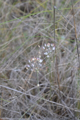 Allium inaequale