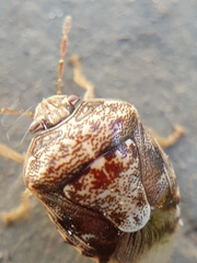 Menida