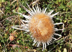 Carlina acaulis