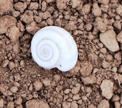 Xerolenta obvia