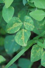 Synchytrium decipiens