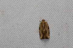 Isodemis serpentinana