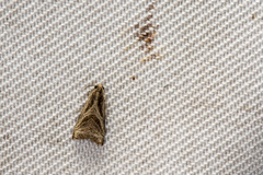 Dactylioglypha tonica