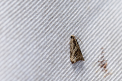 Dactylioglypha tonica