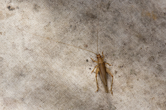 Aphonoides