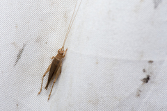 Aphonoides