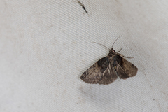 Lophoptera phaeobasis