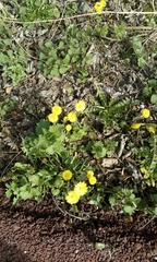 Tussilago farfara