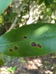 Chuppomyces handelii