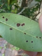 Chuppomyces handelii